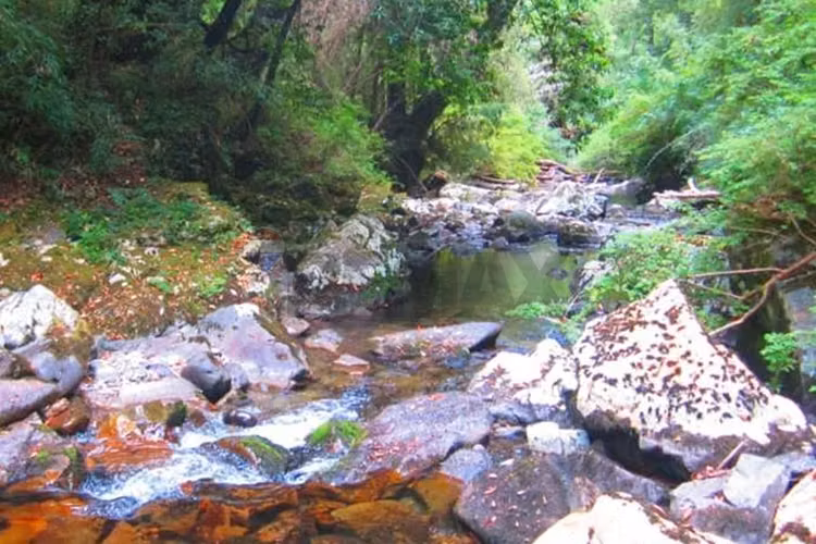 Campo en venta en pucón 200 hectáreas