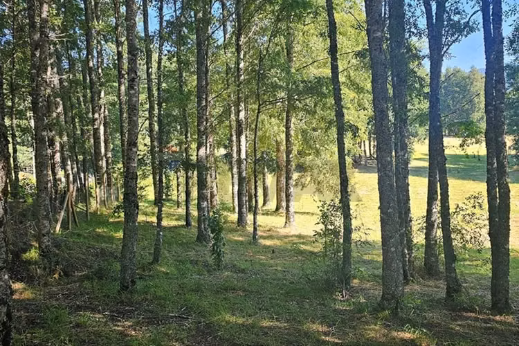 Venta parcela 5.020 m² en el mañío
