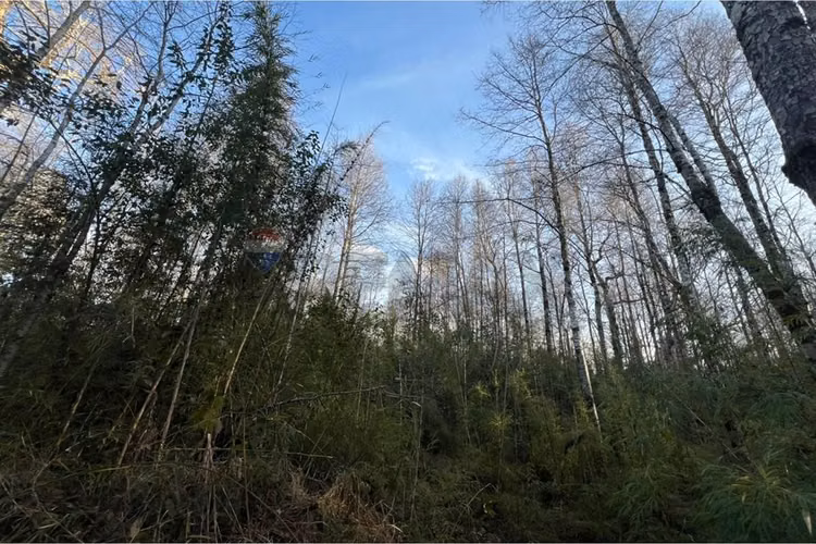 Venta parcela 5.009 m² cercana al río trancura