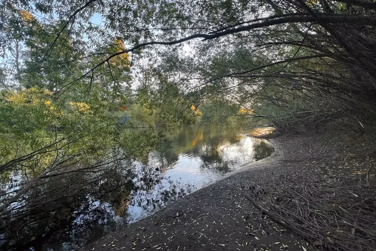 Venta parcela 5.009 m² cercana al río trancura