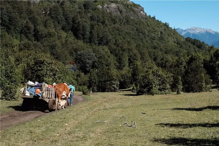 Venta campo 206 ha  cochamó lago las rocas