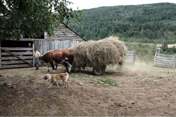 Venta campo 206 ha  cochamó lago las rocas