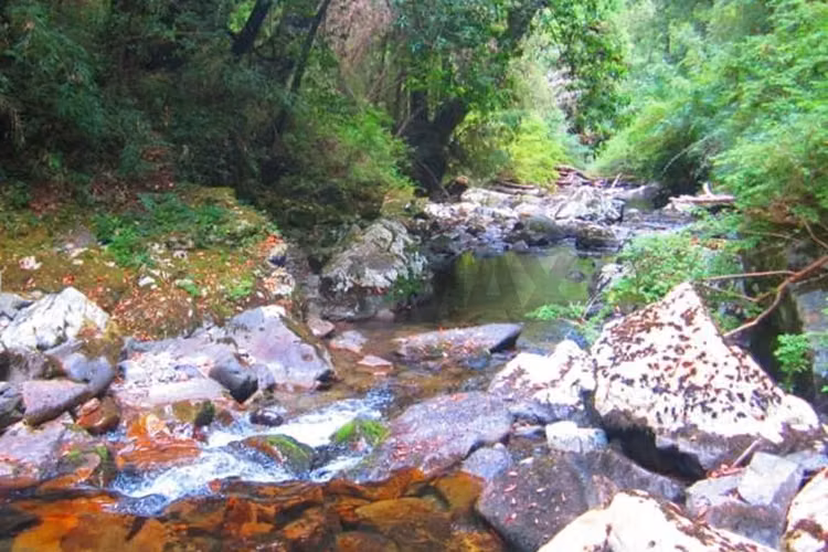 Campo en venta en pucón 300 hectáreas - Imagen 6