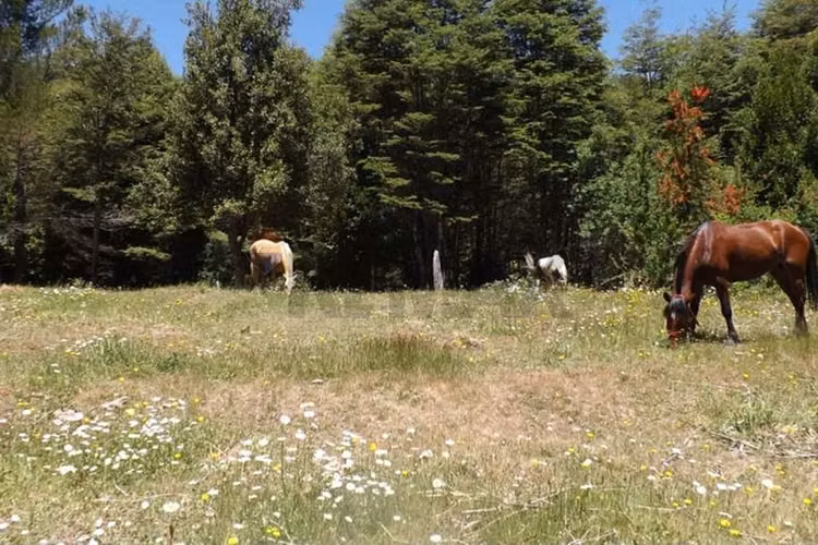 Campo en venta en pucón 300 hectáreas - Imagen 7