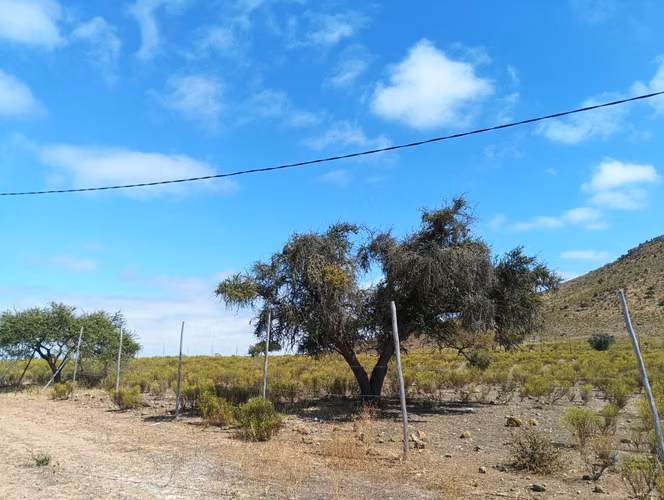VENTA PARCELA PLANA 5000MTS2 CAMPO LINDO OVALLE