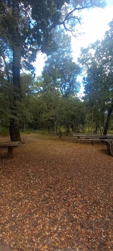 VENTA BELLO TERRENO CON NATURALEZA NATIVA, GUARILIHUE - Imagen 11
