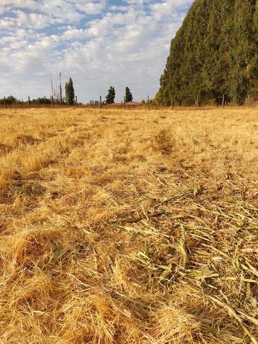 Terreno de 2,5 hectárea en Parral - Imagen 5