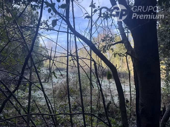 Venta-PARCELA 4 HECTÁREAS | SALTO DE AGUA, ESTERO, BOSQUE NA - Imagen 26