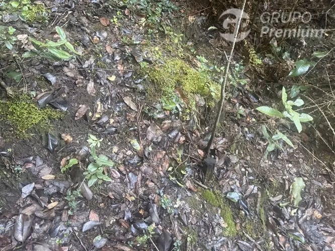 Venta-PARCELA 4 HECTÁREAS | SALTO DE AGUA, ESTERO, BOSQUE NA - Imagen 13