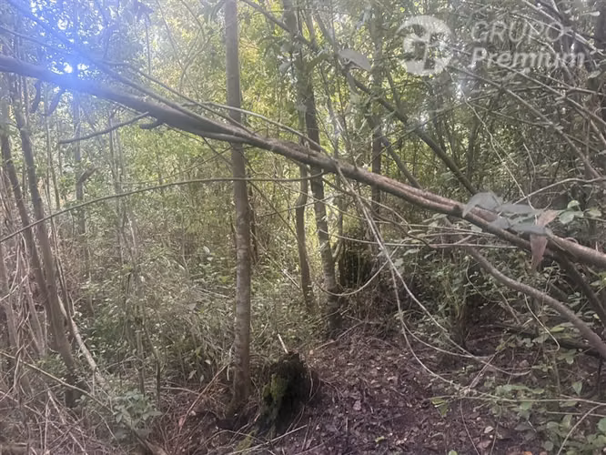 Venta-PARCELA 4 HECTÁREAS | SALTO DE AGUA, ESTERO, BOSQUE NA - Imagen 17