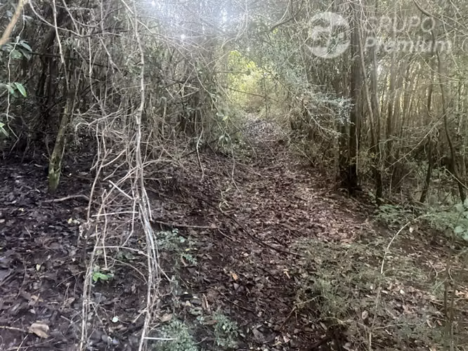 Venta-PARCELA 4 HECTÁREAS | SALTO DE AGUA, ESTERO, BOSQUE NA - Imagen 14