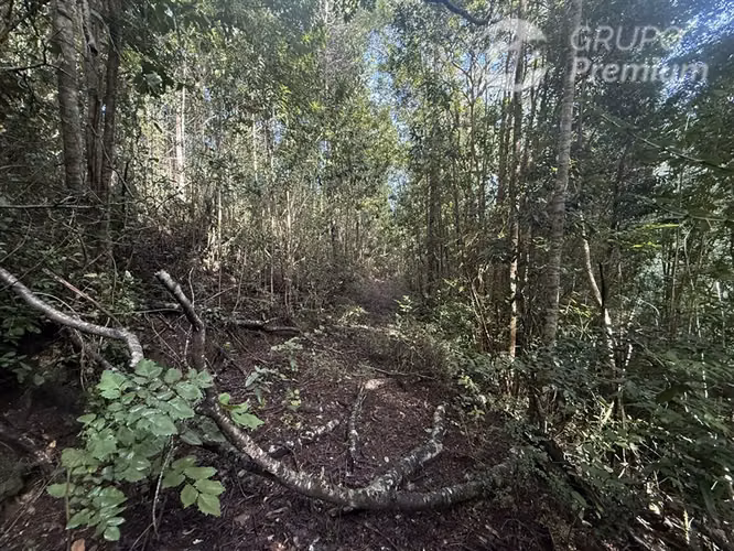 Venta-PARCELA 4 HECTÁREAS | SALTO DE AGUA, ESTERO, BOSQUE NA - Imagen 22