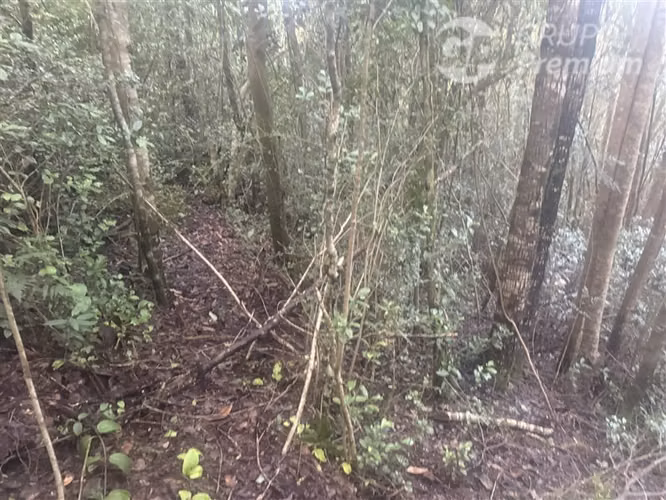 Venta-PARCELA 4 HECTÁREAS | SALTO DE AGUA, ESTERO, BOSQUE NA - Imagen 15