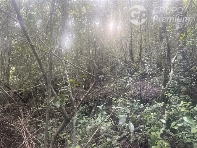 Venta-PARCELA 4 HECTÁREAS | SALTO DE AGUA, ESTERO, BOSQUE NA - Imagen 18