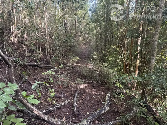 Venta-PARCELA 4 HECTÁREAS | SALTO DE AGUA, ESTERO, BOSQUE NA - Imagen 21