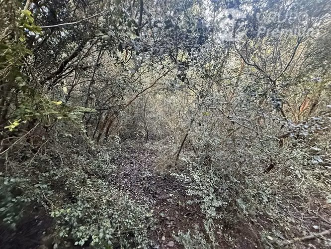 Venta-PARCELA 4 HECTÁREAS | SALTO DE AGUA, ESTERO, BOSQUE NA