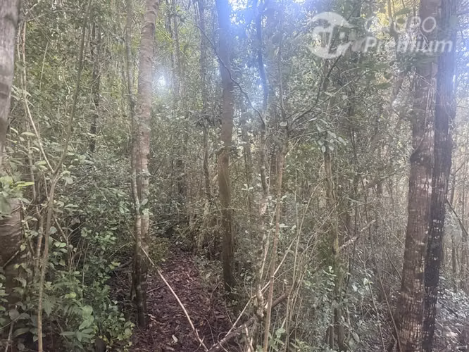 Venta-PARCELA 4 HECTÁREAS | SALTO DE AGUA, ESTERO, BOSQUE NA
