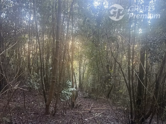 Venta-PARCELA 4 HECTÁREAS | SALTO DE AGUA, ESTERO, BOSQUE NA - Imagen 11