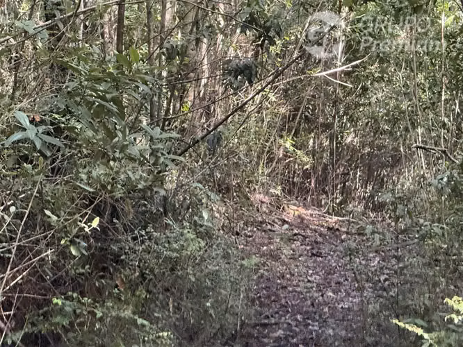 Venta-PARCELA 4 HECTÁREAS | SALTO DE AGUA, ESTERO, BOSQUE NA - Imagen 23