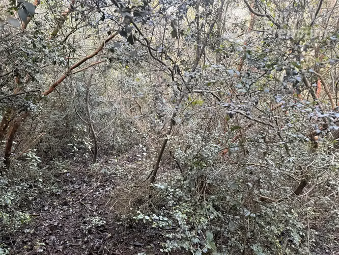 Venta-PARCELA 4 HECTÁREAS | SALTO DE AGUA, ESTERO, BOSQUE NA - Imagen 24