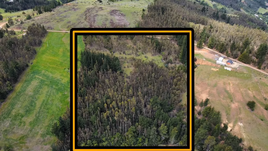 VENTA TERRENO  4 HECTAREAS MONTERREY ALTO, COMUNA YUMBEL