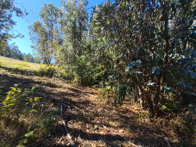 VENTA TERRENO  4 HECTAREAS MONTERREY ALTO, COMUNA YUMBEL