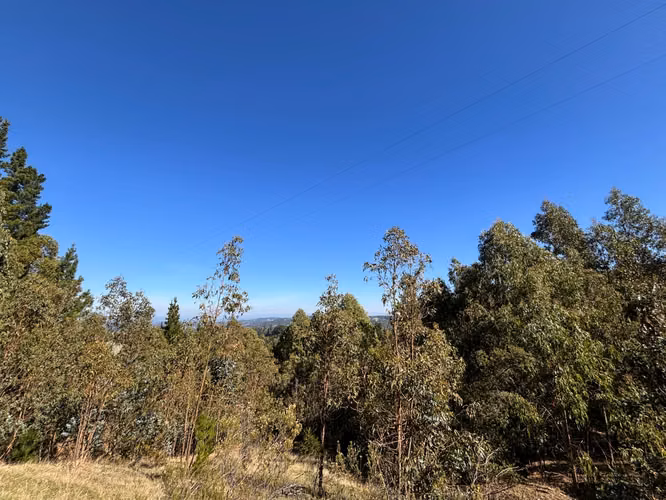 VENTA TERRENO  4 HECTAREAS MONTERREY ALTO, COMUNA YUMBEL