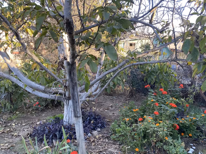 Propiedad 774 m2, Las Rosas