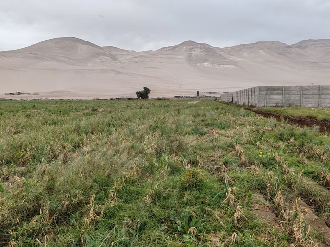 VALLE DE LLUTA TIERRA CULTIVABLE  ORILLA DE CAMINO - Imagen 15