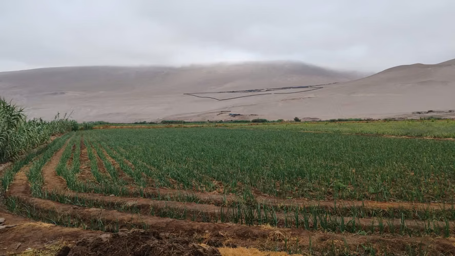 VALLE DE LLUTA TIERRA CULTIVABLE  ORILLA DE CAMINO - Imagen 8