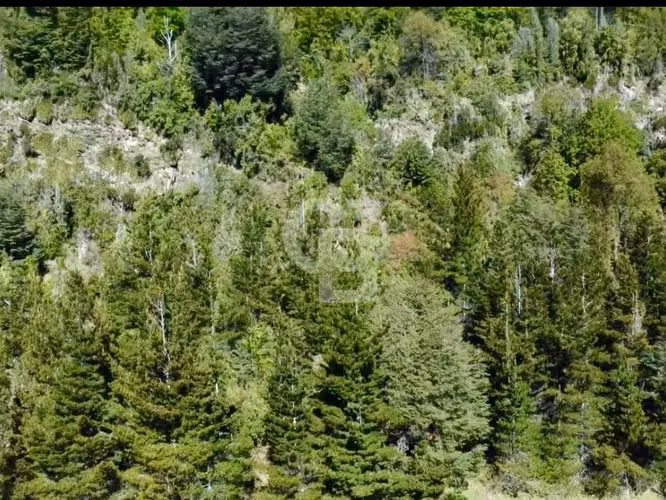 Santuario natural en Curacautín: 212,5 ha para ti