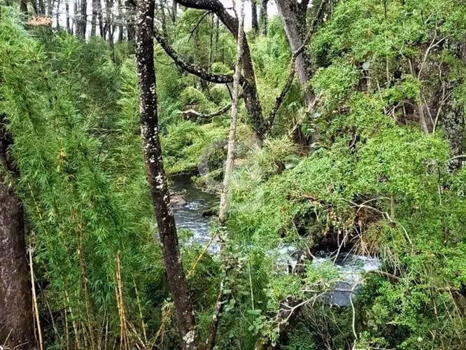 Santuario natural en Curacautín: 212,5 ha para ti