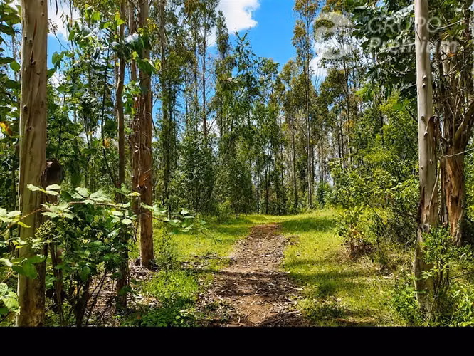 Venta Parcela 6,28 ha con Vertiente Natural en Gorbea