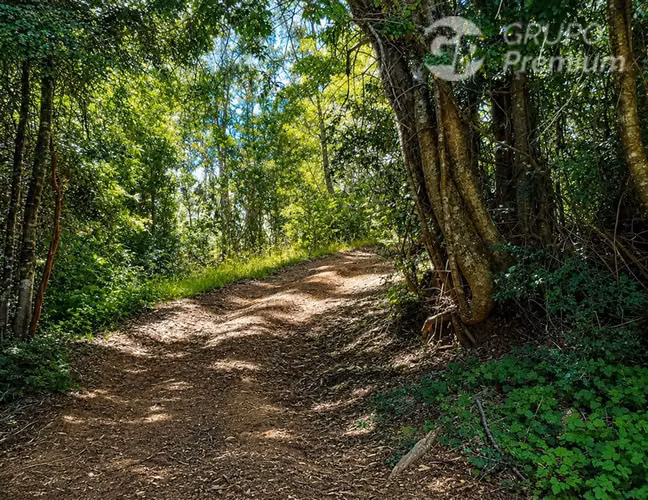 Venta Parcela 6,28 ha con Vertiente Natural en Gorbea