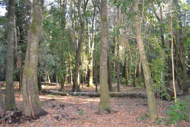 VENTA TERRENO - SITIO 5200MTS Villarrica