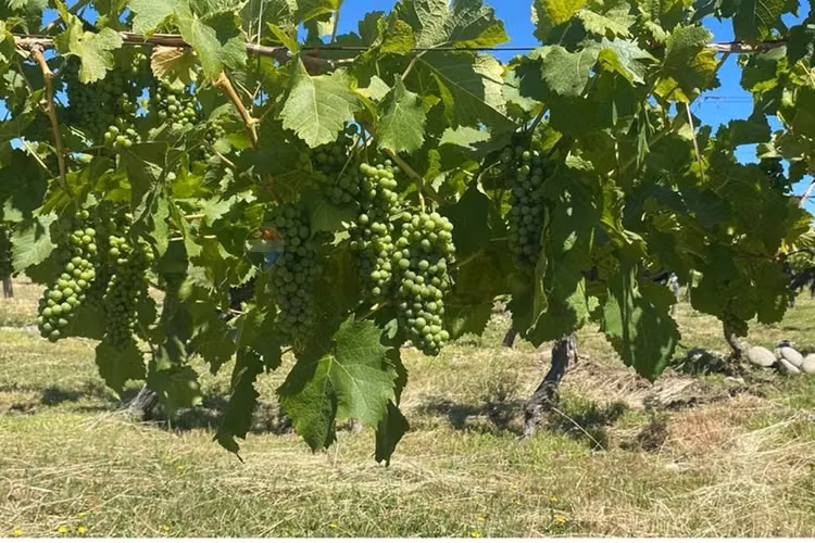 "refugio agrícola en el corazón del maule"