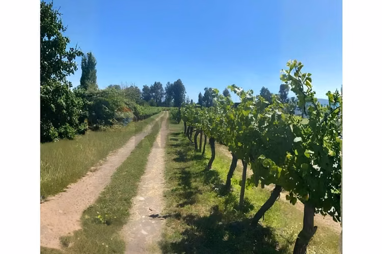 "refugio agrícola en el corazón del maule"
