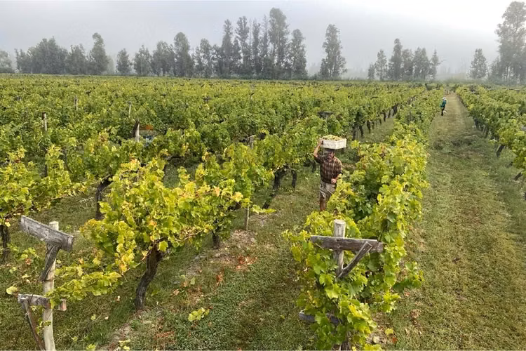 "refugio agrícola en el corazón del maule"