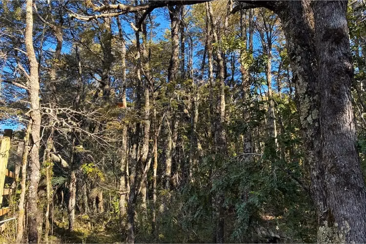 Venta parcela con refugio en el cerdúo, pucón - Imagen 17