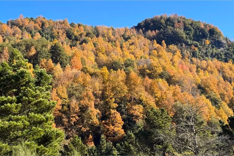 Venta parcela con refugio en el cerdúo, pucón - Imagen 22
