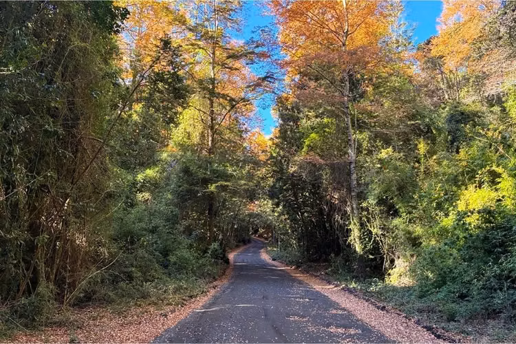 Venta parcela con refugio en el cerdúo, pucón - Imagen 2