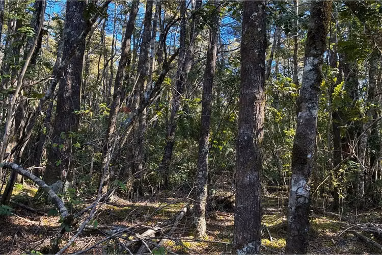 Venta parcela con refugio en el cerdúo, pucón - Imagen 7