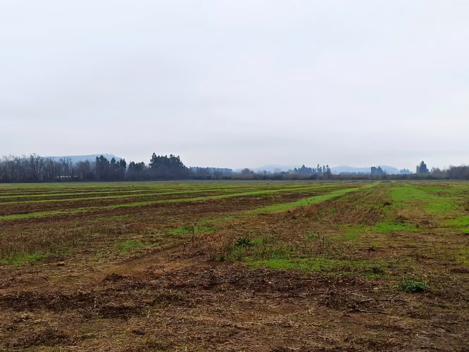 CAMPO, AGRÍCOLA EN VENTA, 16,4 HA, SAN CLEMENTE