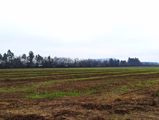 PROPIEDAD AGRÍCOLA EN VENTA, 16,4 HA, SAN CLEMENTE