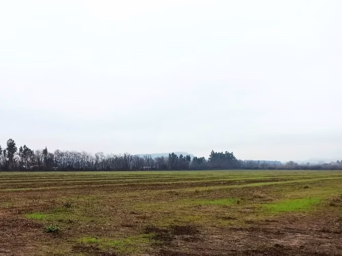 CAMPO, AGRÍCOLA EN VENTA, 16,4 HA, SAN CLEMENTE