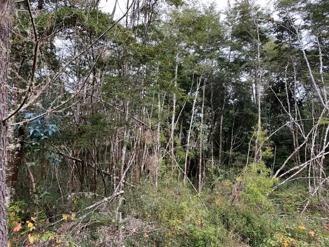 PREDIO NATURAL CON ACCESO AL RIO QUINQUE