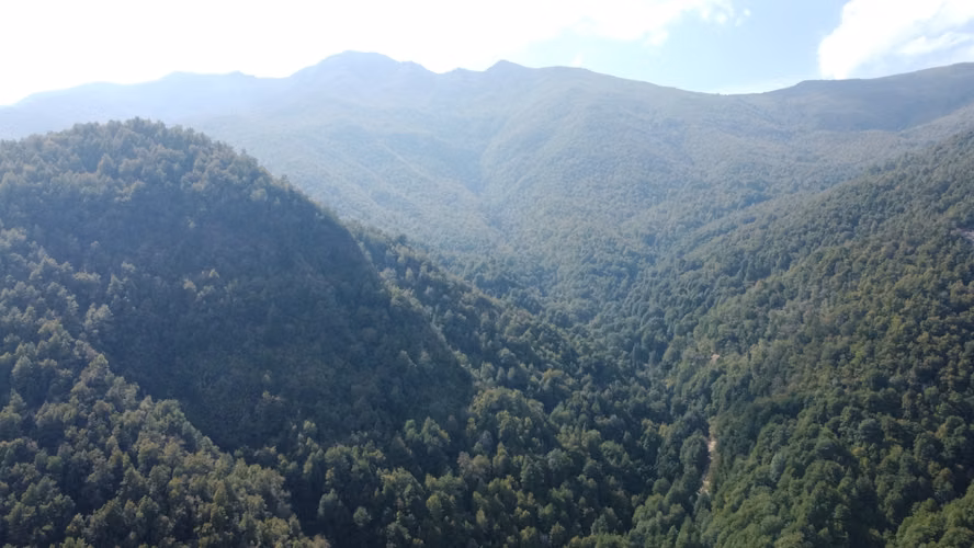 CAMPO FORESTAL MITIGACÓN, 2968 HA, QUILACO, BIO BIO - Imagen 7
