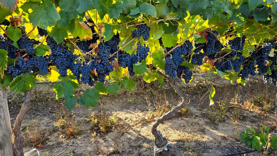 CAMPO CON VIÑEDO, PROPIEDAD AGRÍCOLA EN PENCAHUE, 100 HA