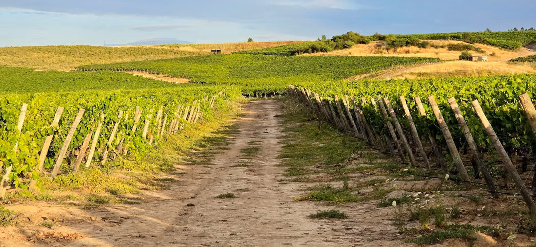 CAMPO CON VIÑEDO, PROPIEDAD AGRÍCOLA EN PENCAHUE, 100 HA