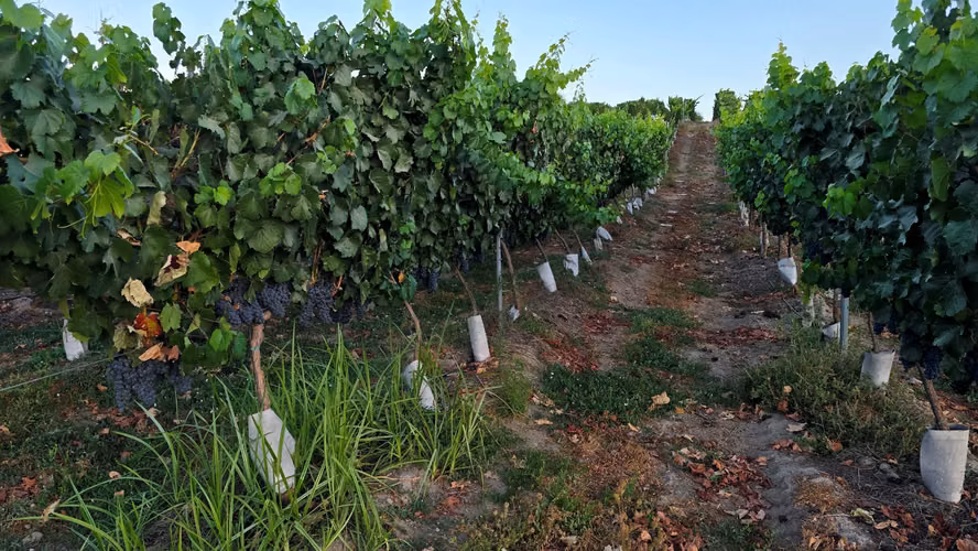 CAMPO CON VIÑEDO, PROPIEDAD AGRÍCOLA EN PENCAHUE, 100 HA
